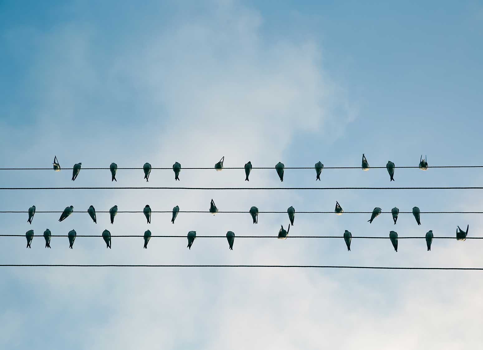 birds on wires